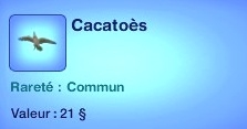 cacatoes