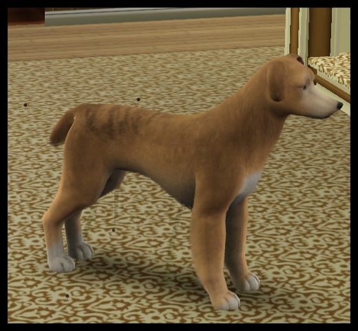 animaux et cie nouveautes sims 3 add on