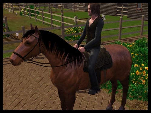 appaloosa24