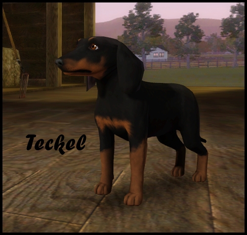 teckel