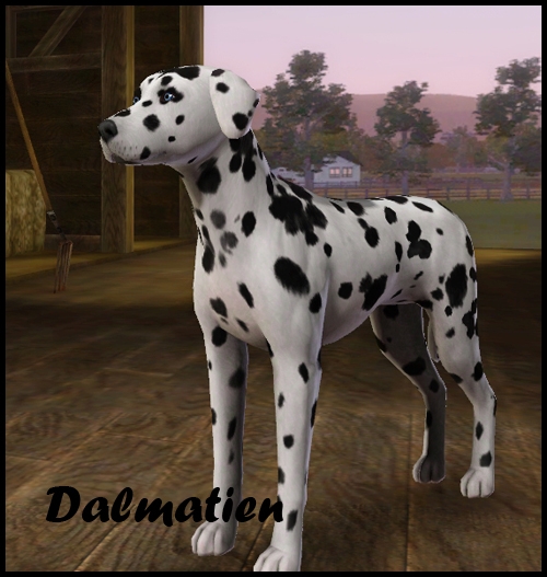 dalmatien