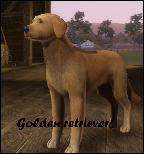 golden_retriever