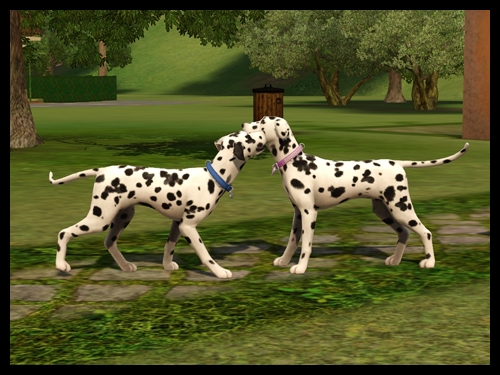 pongo_perdita