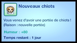 nouveaux_chiots