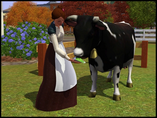 nourrir une vache avec du soja
