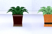 Plante verte