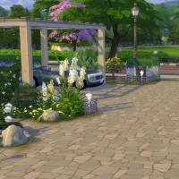 Campanule Jardin allée entrée