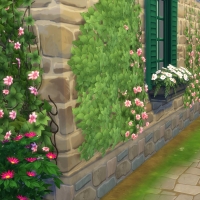 Campanule Jardin arrière