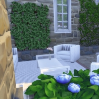 Campanule Jardin coin abrité 2