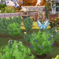 Bruyère potager 2